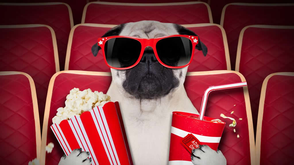 Pet Friendly: Argentina realizará su primera función de cine con perros