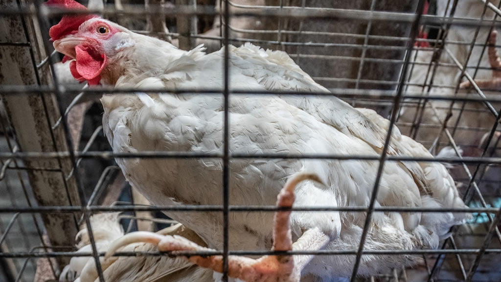 Estudio revela que gallinas ponedoras enjauladas sufren vidas de intenso temor