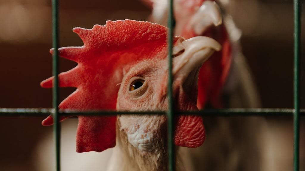 Las jaulas provocan estrés y miedo en las gallinas ponedoras