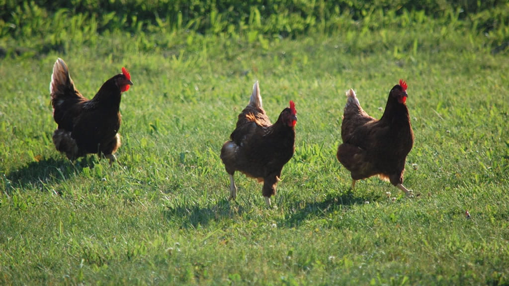 Buenas prácticas para garantizar el bienestar de las gallinas ponedoras de huevos