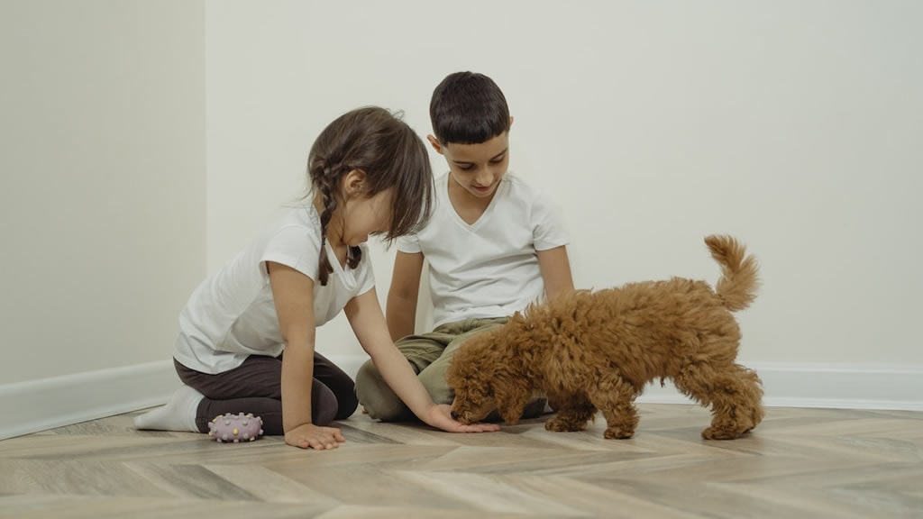 Cómo debe ser la interacción de un niño con los perros