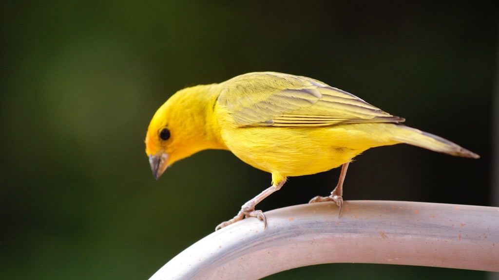 Cinco curiosidades sobre los pájaros que sorprenderán a más de uno