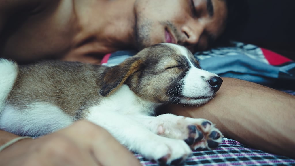 Conoce los peligros de dormir con tu perro o tu gato