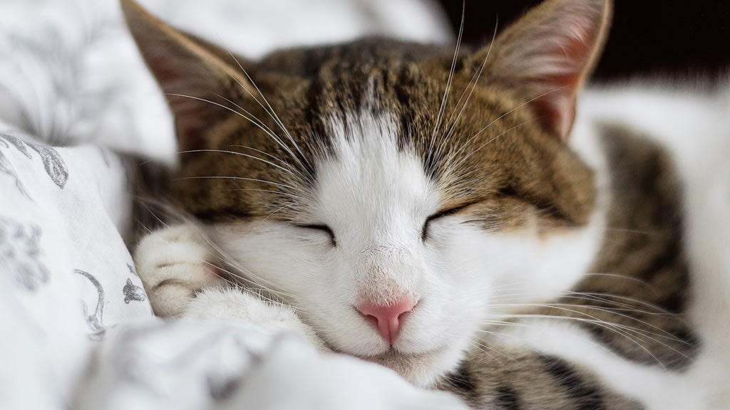 Científicos creen que podemos comunicarnos con los gatos parpadeando muy lentamente
