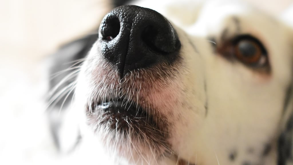 El estrés tiene su propio olor y los perros lo detectan