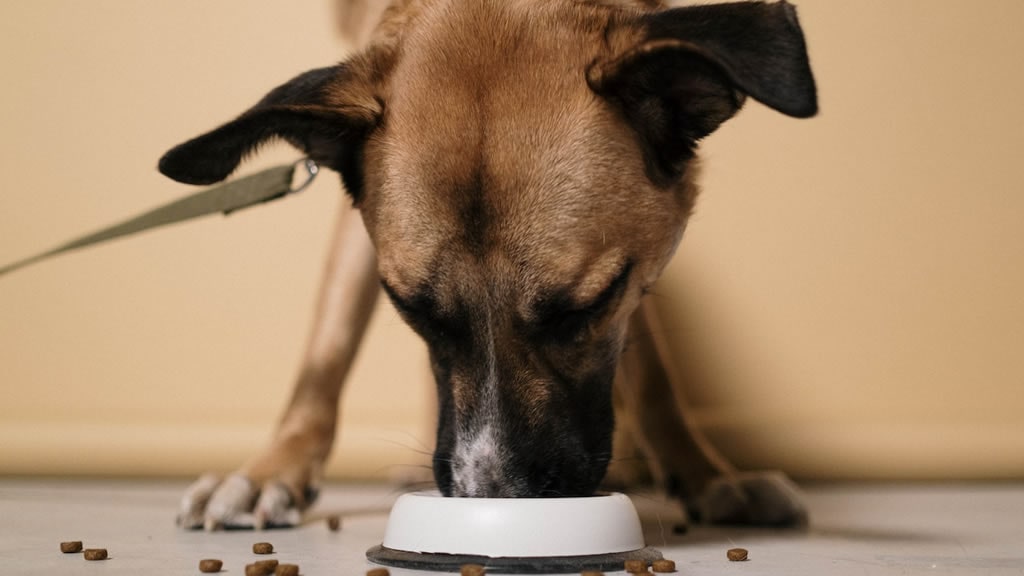 Cuáles son los alimentos seguros para nuestros perros y gatos