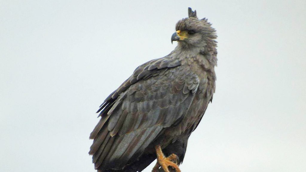Presentaron un amparo ambiental para proteger al águila coronada