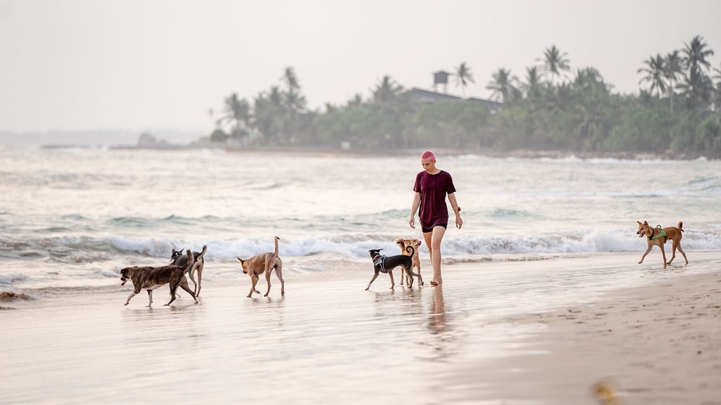 Con las patas en la arena: todo lo que hay que saber sobre los perros y la playa