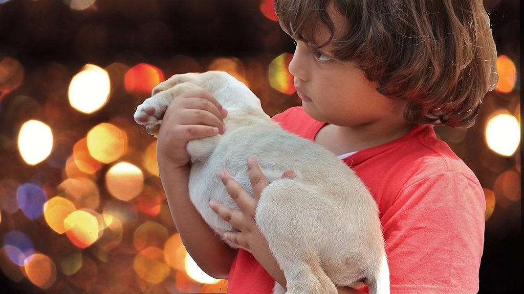 Día de Reyes: Los veterinarios recuerdan que los animales no son un juguete
