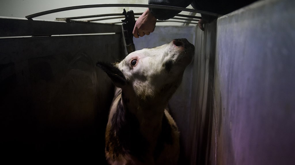 Cinco documentales para reflexionar sobre el maltrato animal