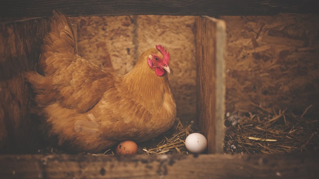 ¿Qué compañías alimentarias trabajan más para mejorar el bienestar de las gallinas ponedoras?