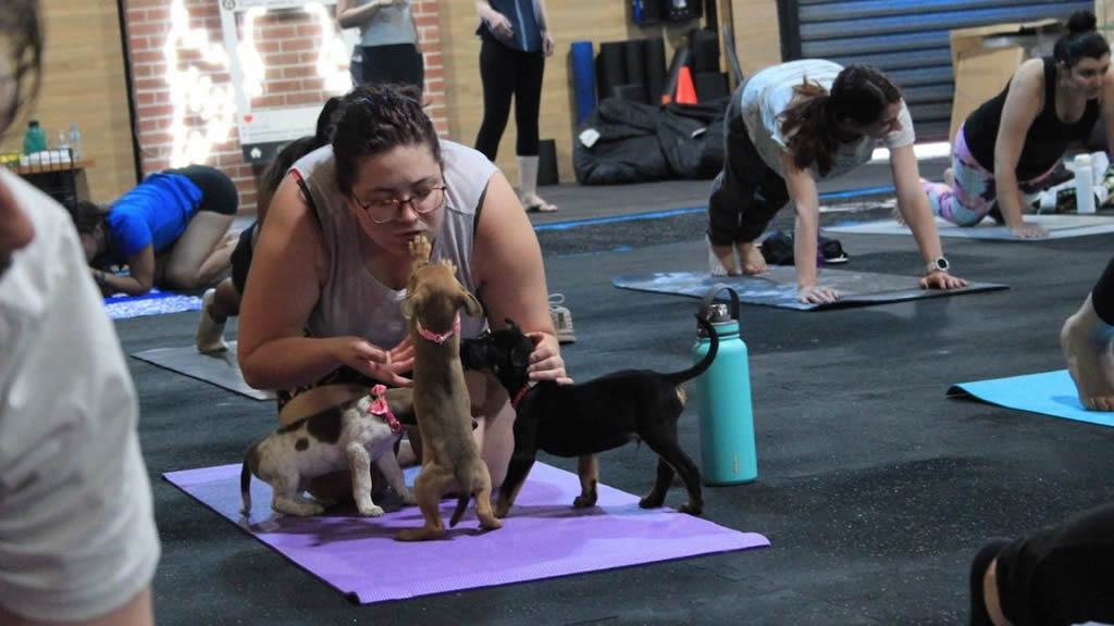 La moda del yoga para cachorros arrasa en Reino Unido