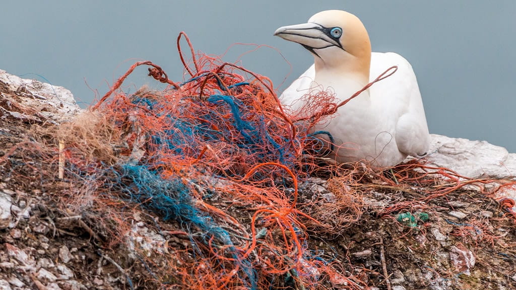 Los microplásticos dañan el sistema digestivo de los pájaros marinos, según estudio