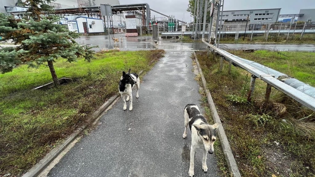 Los perros callejeros de Chernóbil son genéticamente diferentes
