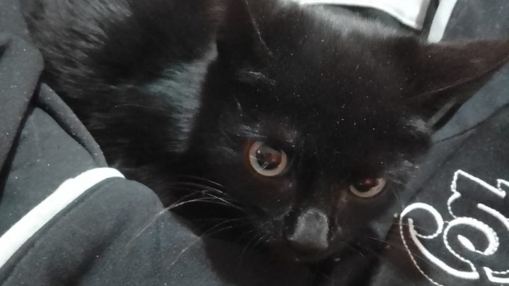 Gatito negro, Felino encontrado en Santa Rosa, zona Alma Fuerte