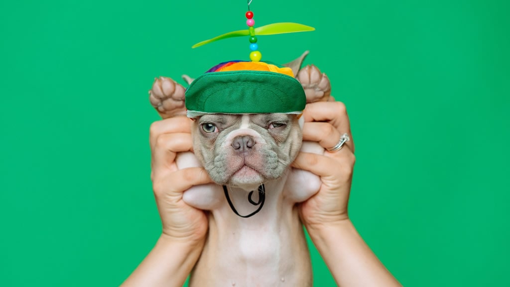 Capitalismo de perritos: cómo la popularidad del bulldog francés evidencia lo peor de la industria de las mascotas