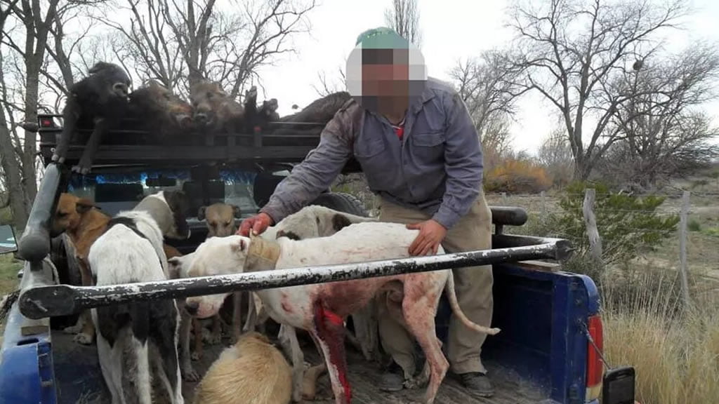 Matar por deporte: buscan prohibir el uso de perros en actividades de caza