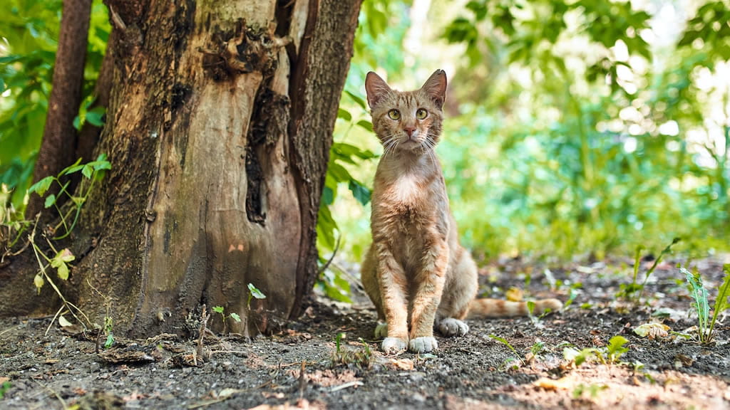 Un gato callejero puede adaptarse a vivir en una casa