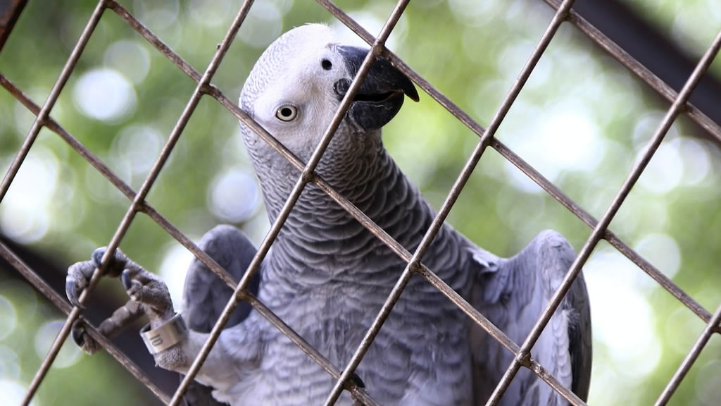 ¿Es correcto tener aves de compañía en jaulas?