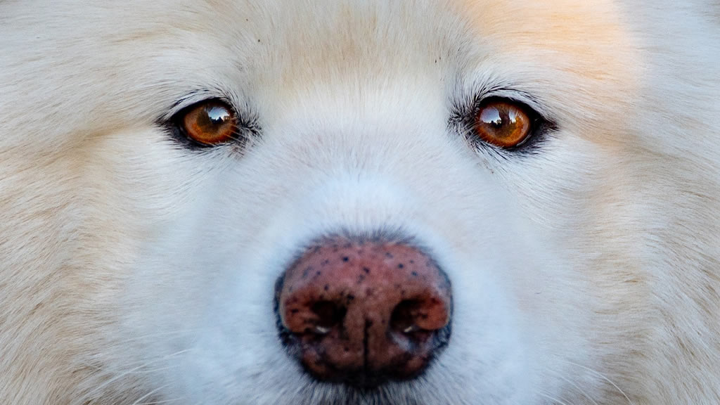 Los perros no ven en blanco y negro: estos son los 10 mitos más famosos sobre nuestros mejores amigos
