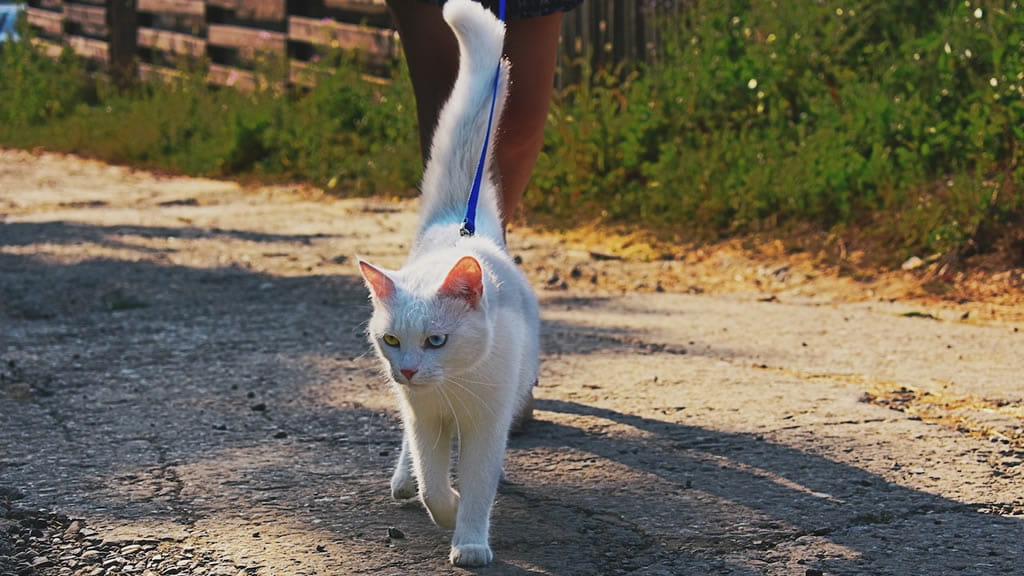 Gatos con correa y otras técnicas para lograr que disfruten del aire libre sin perderse