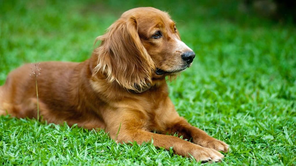 Las razas caninas con mayores probabilidades de desarrollar tumores mamarios