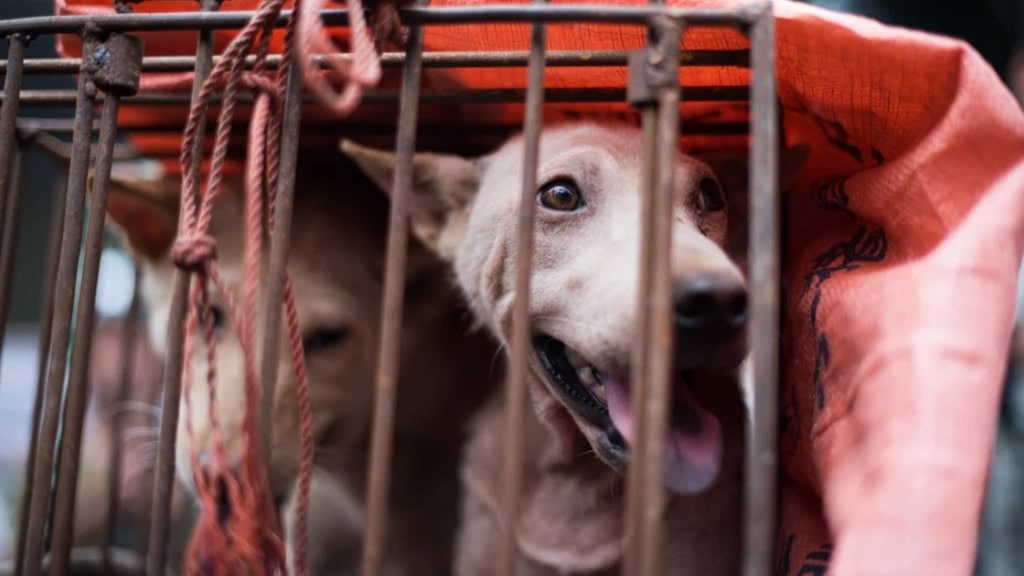 Corea del Sur prohibirá el consumo de carne de perro