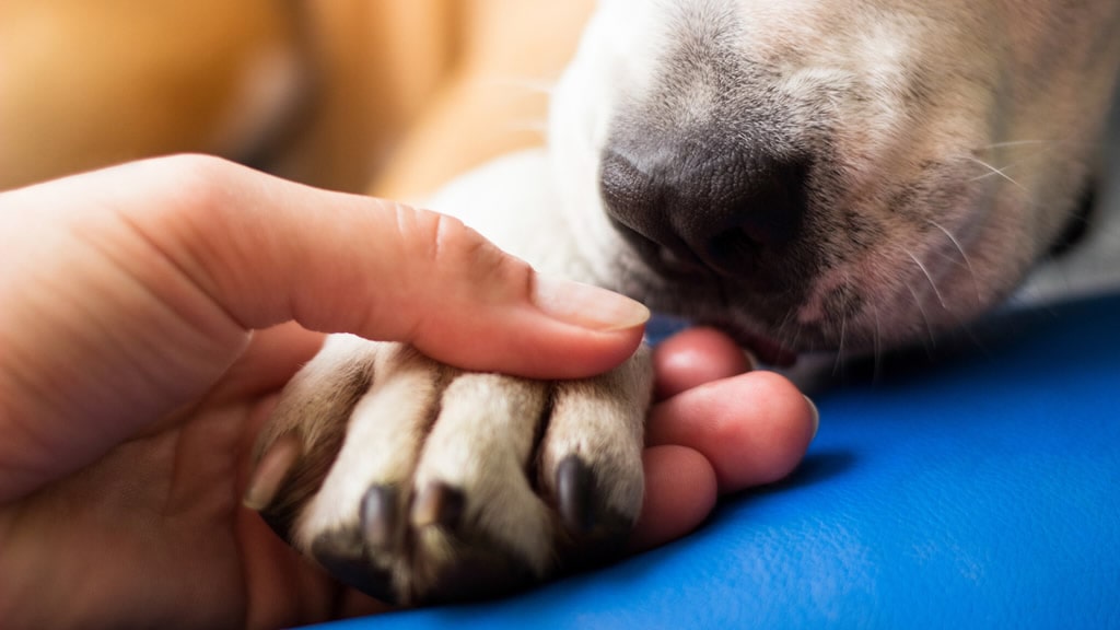 Acompañar a nuestros perros durante la eutanasia es un deber. ¡No los dejes solos!