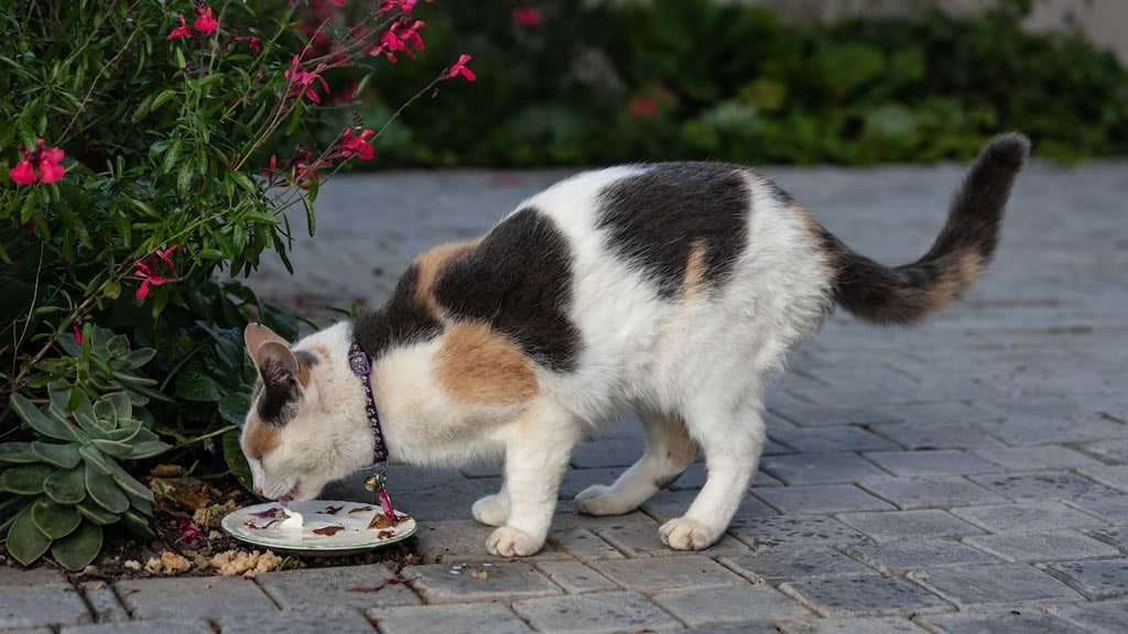 ¿La comida cruda es mejor para los gatos?