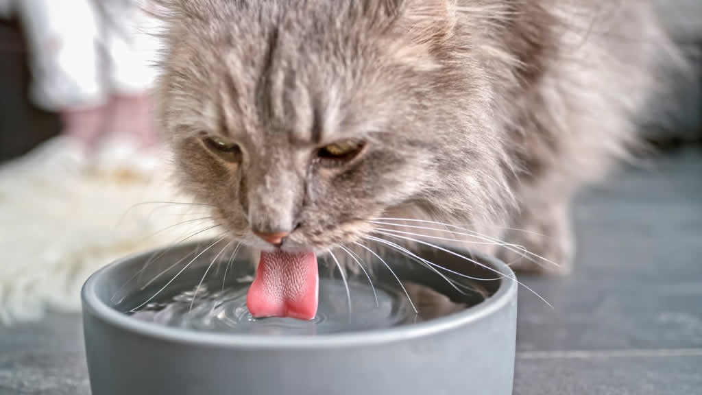 Consejos veterinarios para mantener a los gatos hidratados