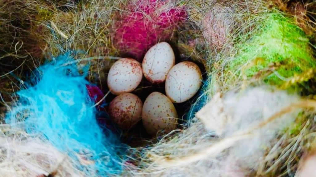 Las aves llenan sus nidos de basura en todo el mundo