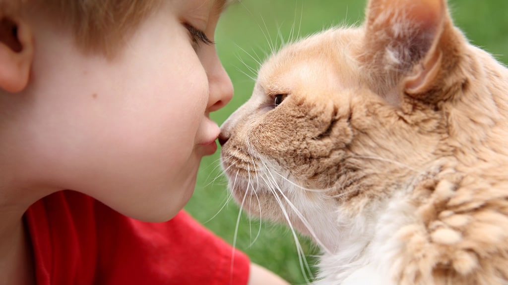 Por qué darle besos en la boca a los gatos es peligroso tanto para ellos como para los humanos
