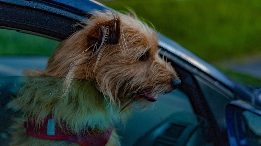 ¿Crees que está bien dejar a tu perro en un carro?
