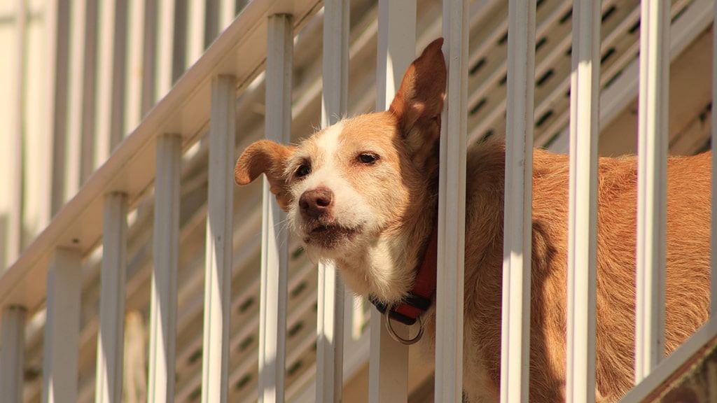 Por qué los balcones son muy peligrosos para los perros