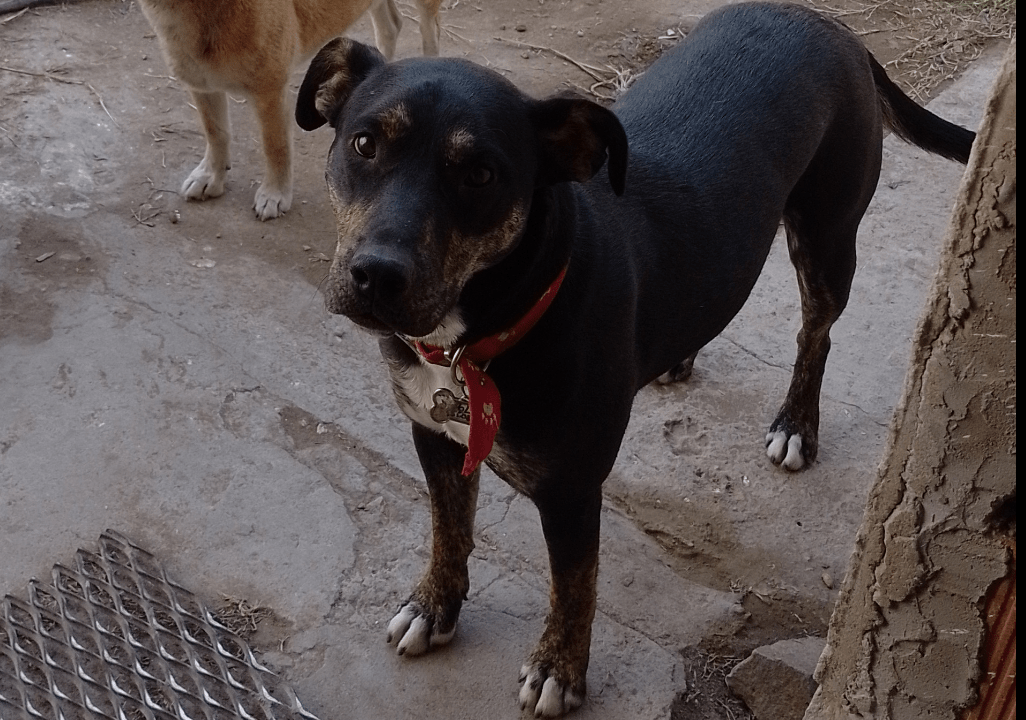 Dolly, canina perdida en Santa Rosa, Barrio Villa Santillán