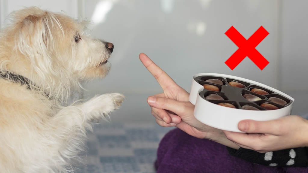 ¿Qué les ocurre a los perros cuando comen chocolate? ¿Es cierto que se quedan ciegos?