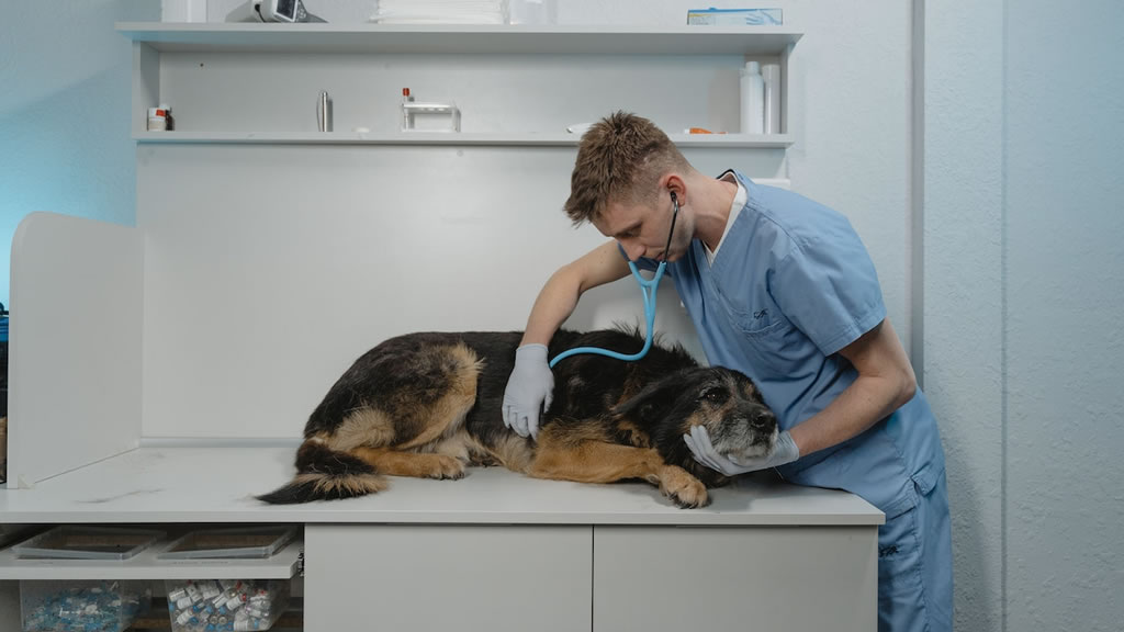 Las claves para un viaje al veterinario sin estrés: lo que todo tutor de mascota debe saber