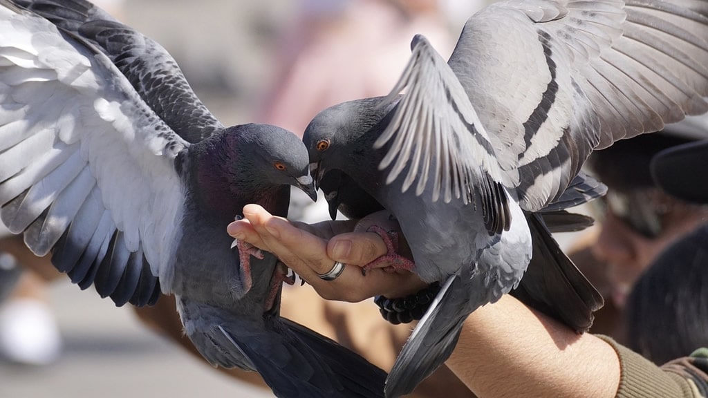 Aseguran que las palomas son tan hábiles como la inteligencia artificial: la investigación que lo demostró