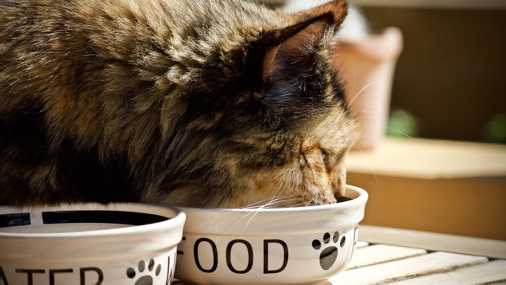 Cómo cambiar la dieta de tu gato