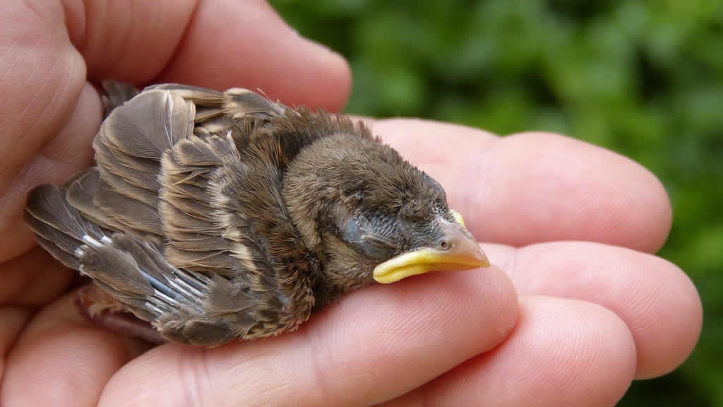 ¿Cómo alimento a un pájaro que me he encontrado en la calle?