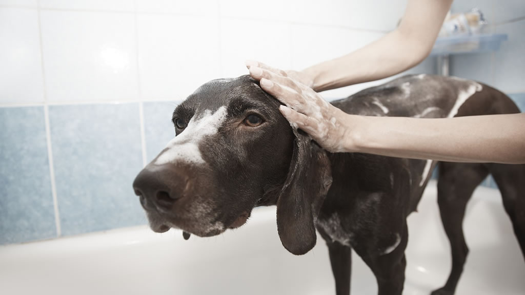 Por qué los perros se vuelven locos después de bañarse