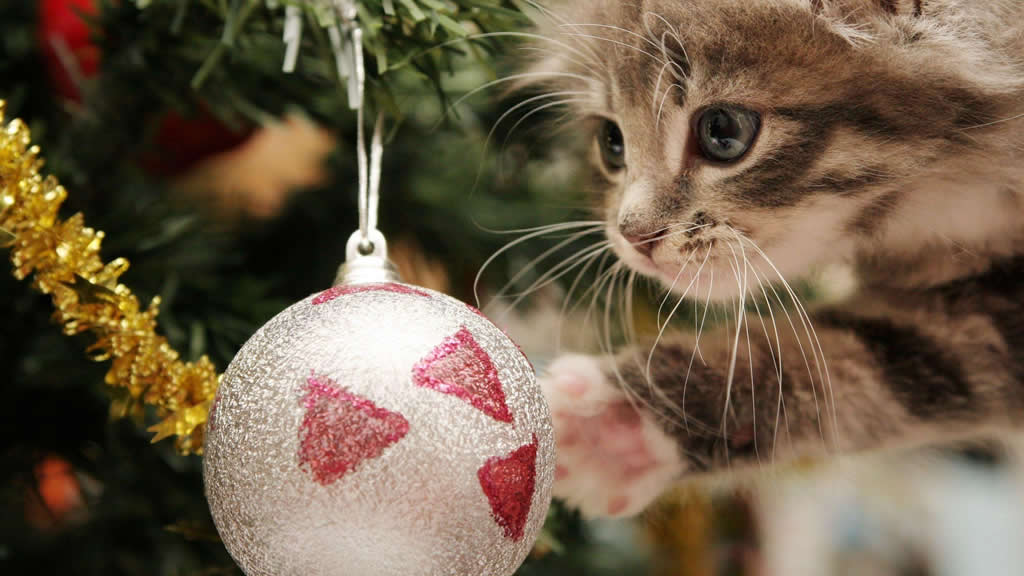 Gatos y árboles de Navidad, 11 estrategias para evitar desastres festivos