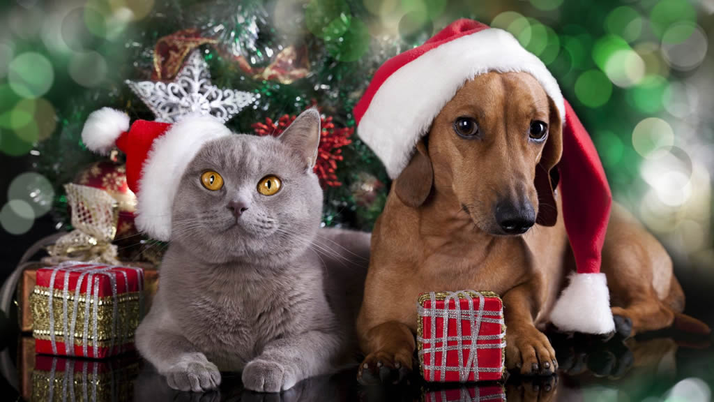Navidad y Año Nuevo: 5 consejos para cuidar a las mascotas de la casa durante las festividades de fin de año