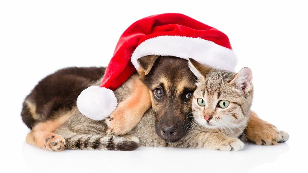 Una mascota no es un regalo de Navidad, es para toda la vida