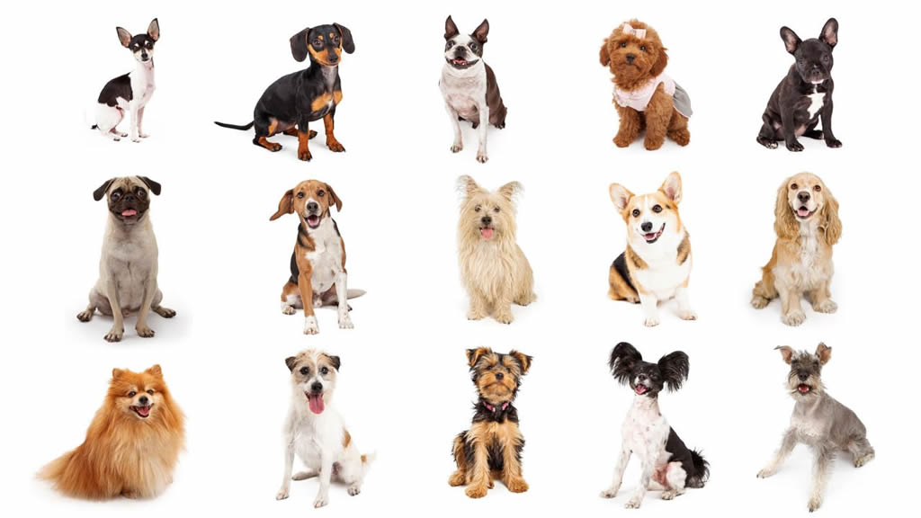 Cuatro padecimientos comunes en razas de perros pequeños