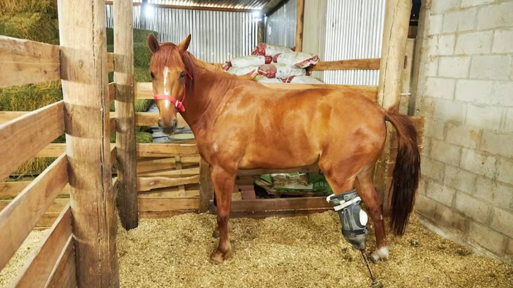 Necesitan un nuevo campo: el dramático pedido de una ONG para reubicar a 132 caballos rescatados y curados del maltrato