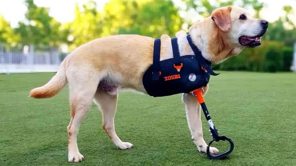 Ortopedia canina: prótesis que mejoran la vida de las mascotas