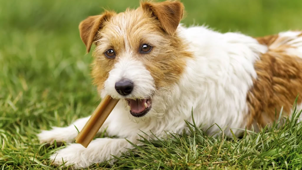 ¿Valen la pena las dietas dentales para perros?