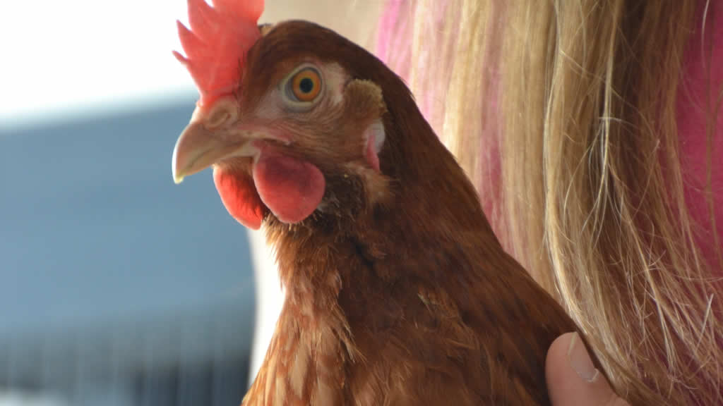 Estudio reveló que los humanos podrían distinguir si una gallina está “feliz o frustrada” a través de su cacareo