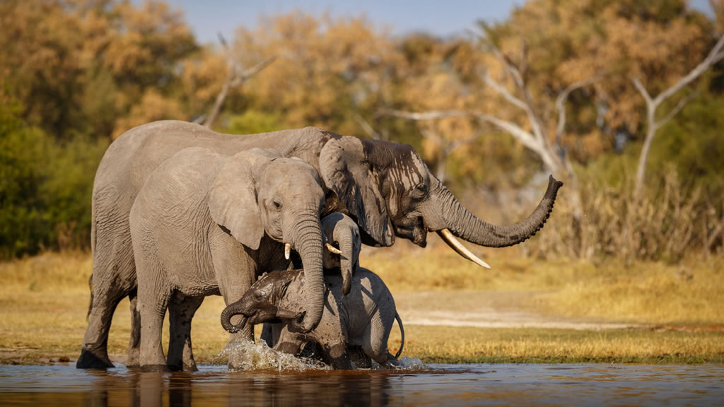 Puede un elefante ser más empático que un humano
